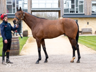 BP210325-61 - Squire Danagher